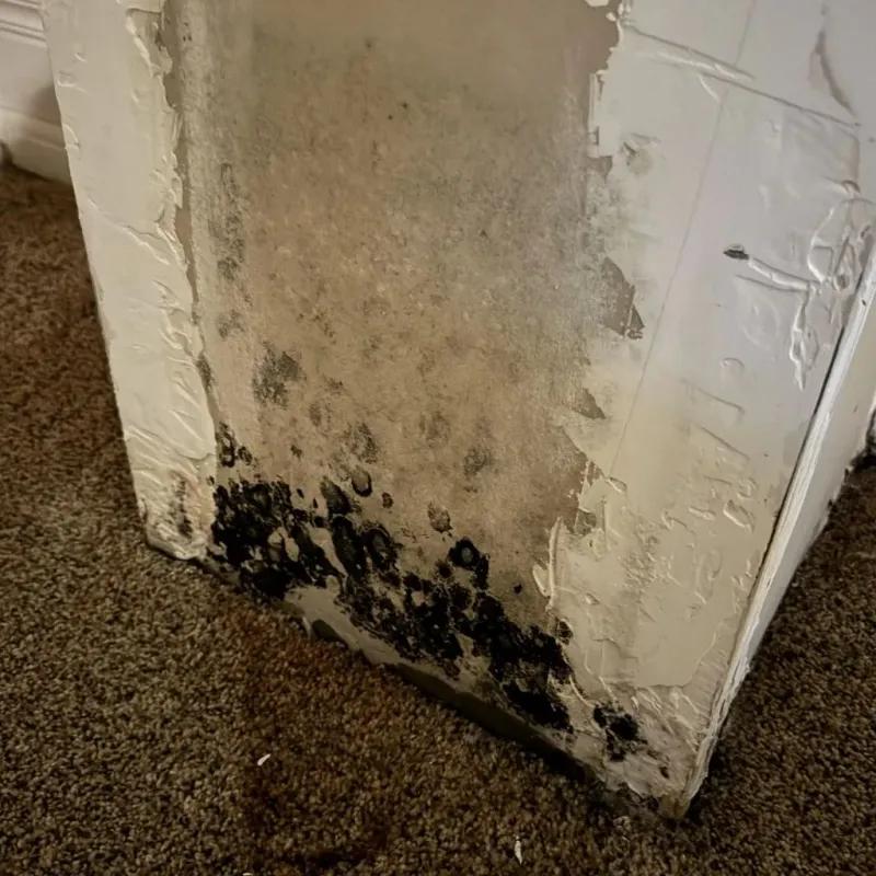 Professional Mold Removal in Barnesville, OH